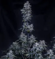 Pinot Noir Auto