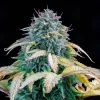 Samsquanch OG Auto