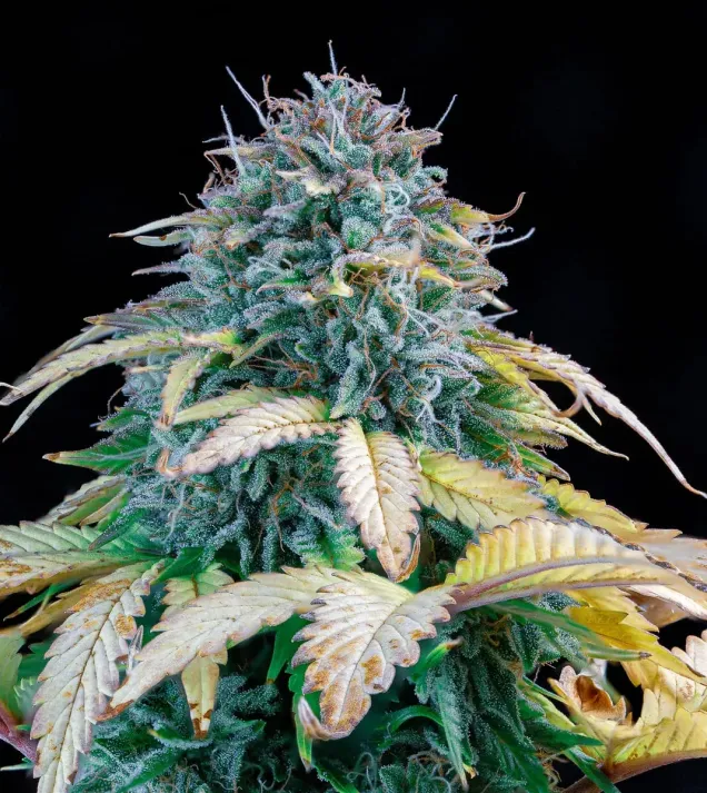 Samsquanch OG Auto