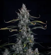 Skystomper 2.0 Auto