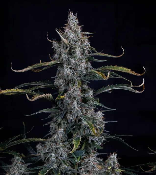 Skystomper 2.0 Auto
