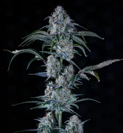 Sour Stomper Auto