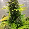 Stilton Special Auto