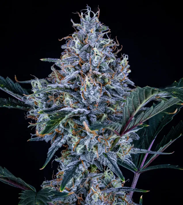 Sundae Thumper Auto
