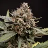 Sweet 'n' Sour Auto