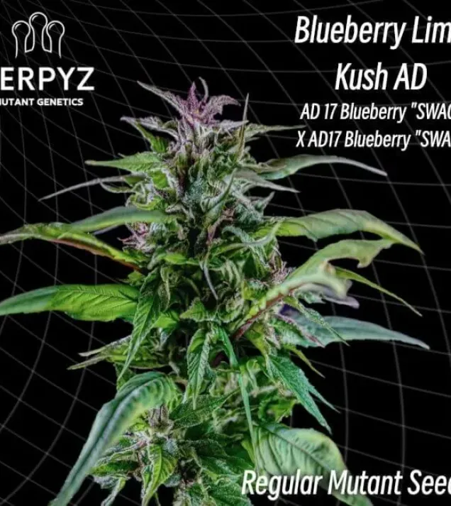 Blueberry Lime Kush AD Regular 