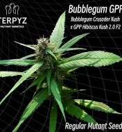 Bubblegum GPP Regular
