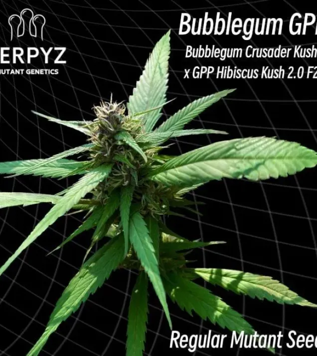 Bubblegum GPP Regular