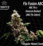 Flo Fusion ABC Regular