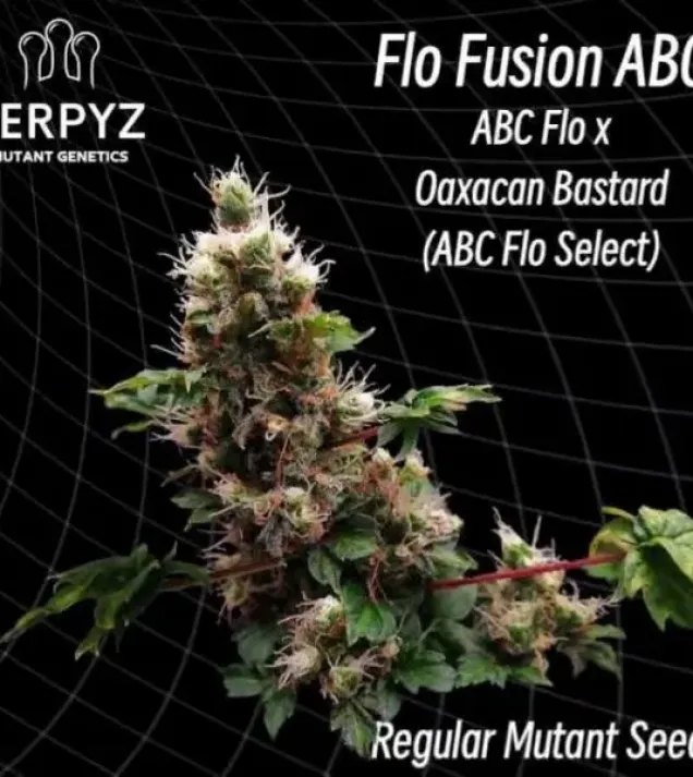 Flo Fusion ABC Regular