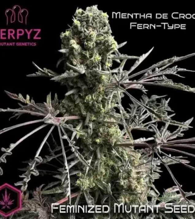 Mentha de Croco Fern BX1 F2 