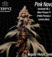 Pink Nova Regular&nbsp;