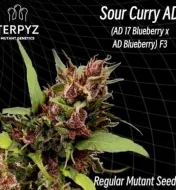 Sour Curry AD Regular&nbsp;