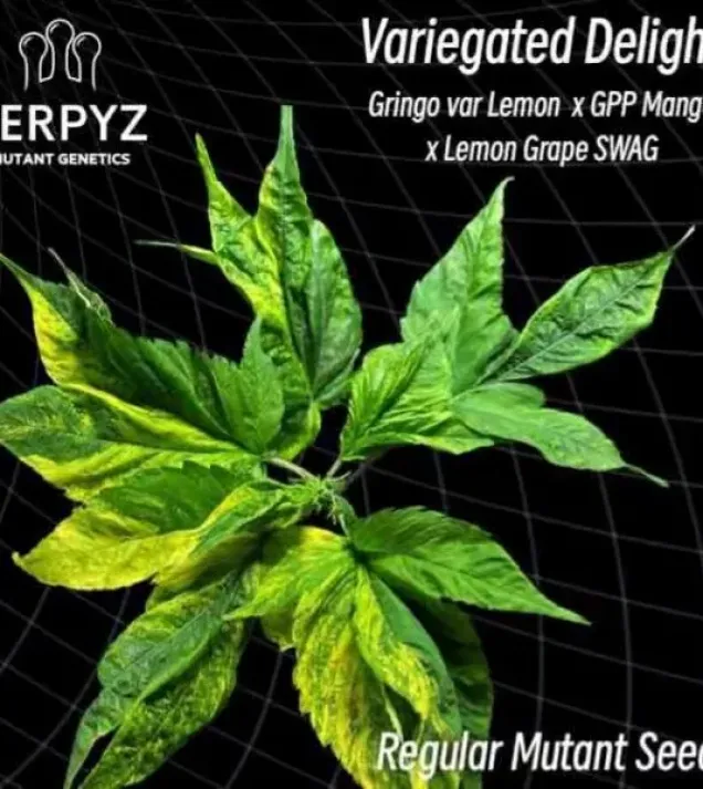 Variegated Delight Regular