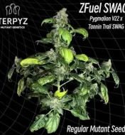 Zfuel Swag Regular