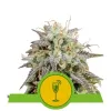 Mimosa Automatic SOLDES