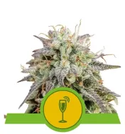 Mimosa Automatic SOLDES