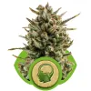 Amnesia Haze Automatic SOLDES