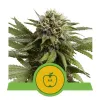 Apple Fritter Automatic SOLDES