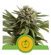 Apple Fritter Automatic SOLDES
