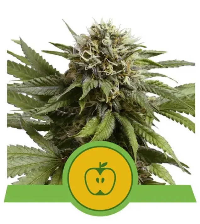 Apple Fritter Automatic SOLDES