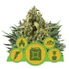 Autoflowering Mix SOLDES