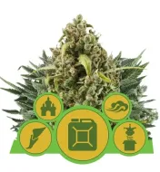 Autoflowering Mix SOLDES