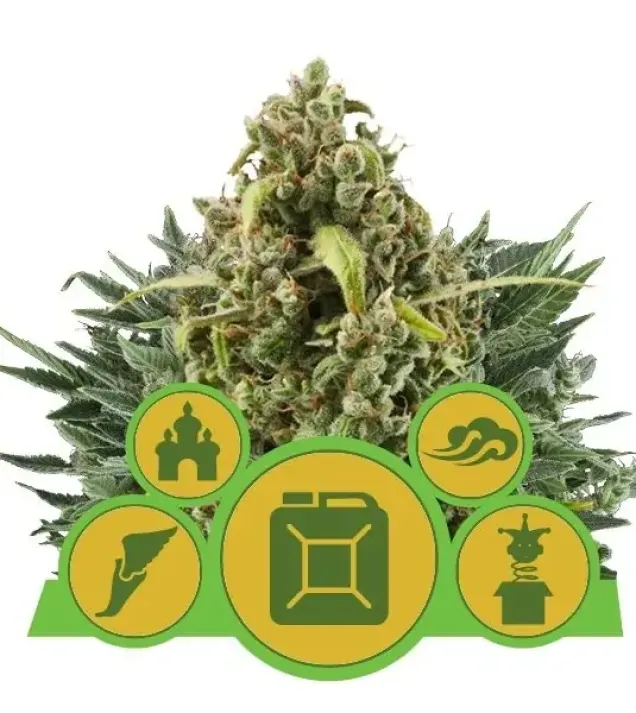 Autoflowering Mix SOLDES