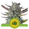 Purple Punch Automatic SOLDES