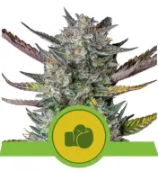 Purple Punch Automatic SOLDES