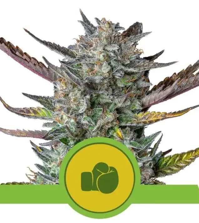 Purple Punch Automatic SOLDES
