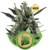 Blue Cheese Automatic SOLDES