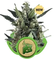 Blue Cheese Automatic SOLDES