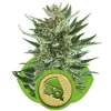 Royal Cheese Automatic SOLDES