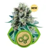 Bubble Kush Automatic SOLDES
