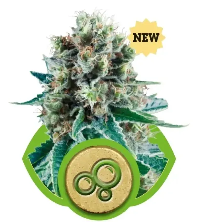 Bubble Kush Automatic SOLDES