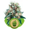 Royal Creamatic SOLDES