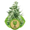 Royal Critical Automatic SOLDES