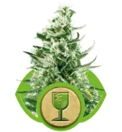 Royal Critical Automatic SOLDES