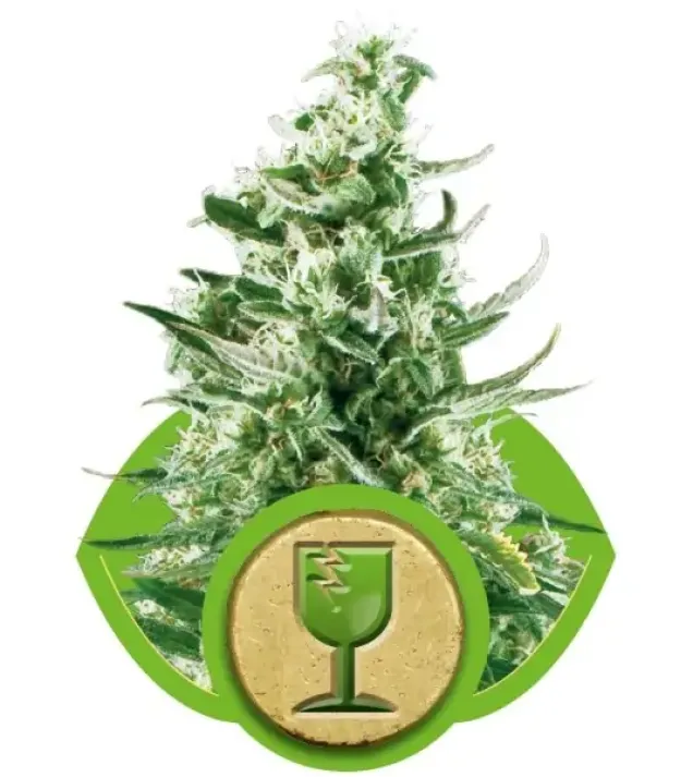 Royal Critical Automatic SOLDES