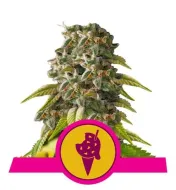 Cookies Gelato SOLDES