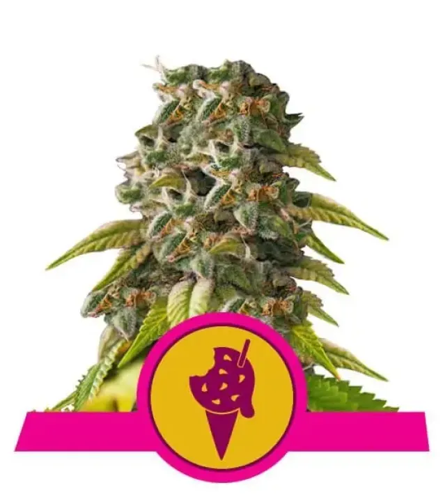 Cookies Gelato SOLDES