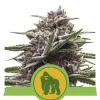 Royal Gorilla Automatic SOLDES