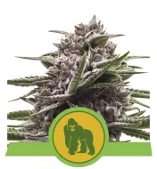 Royal Gorilla Automatic SOLDES