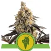 Cookies Gelato Auto SOLDES