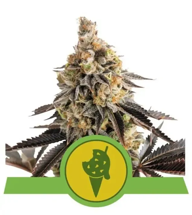 Cookies Gelato Auto SOLDES