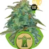 Royal Haze Automatic SOLDES