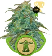 Royal Haze Automatic SOLDES