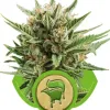 Sweet Skunk Automatic SOLDES