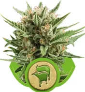 Sweet Skunk Automatic SOLDES